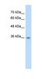 TraB Domain Containing antibody, orb325029, Biorbyt, Western Blot image 