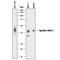 Epithelial Cell Adhesion Molecule antibody, AF960, R&D Systems, Western Blot image 