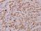 Phospholipase A2 Group IVA antibody, A00854, Boster Biological Technology, Immunohistochemistry frozen image 