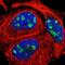 Pumilio RNA Binding Family Member 3 antibody, NBP1-87296, Novus Biologicals, Immunofluorescence image 
