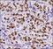 Baculoviral IAP Repeat Containing 5 antibody, NB500-644, Novus Biologicals, Immunohistochemistry frozen image 
