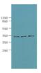 OTU Domain Containing 6B antibody, LS-C378788, Lifespan Biosciences, Western Blot image 