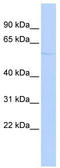 Kruppel Like Factor 10 antibody, TA333935, Origene, Western Blot image 