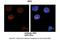 Ubiquitin Like Modifier Activating Enzyme 3 antibody, PA5-43575, Invitrogen Antibodies, Immunohistochemistry paraffin image 