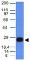 HLA class II histocompatibility antigen, DRB1-15 beta chain antibody, orb388231, Biorbyt, Western Blot image 