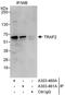 TNF receptor-associated factor 2 antibody, A303-461A, Bethyl Labs, Immunoprecipitation image 