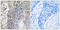 S28A2 antibody, LS-C120408, Lifespan Biosciences, Immunohistochemistry frozen image 