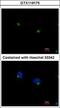 Intraflagellar Transport 122 antibody, GTX119175, GeneTex, Immunofluorescence image 
