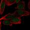 Proteasome Subunit Beta 5 antibody, NBP2-13820, Novus Biologicals, Immunofluorescence image 
