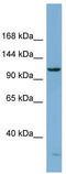 DEAH-Box Helicase 15 antibody, TA341557, Origene, Western Blot image 