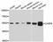 Caspase 8 antibody, abx125609, Abbexa, Western Blot image 