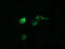 Prostaglandin E Synthase 2 antibody, M06706, Boster Biological Technology, Immunofluorescence image 