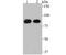 Ribonucleotide Reductase Catalytic Subunit M1 antibody, A01764-1, Boster Biological Technology, Western Blot image 