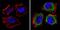 Eukaryotic Translation Initiation Factor 1 antibody, GTX54748, GeneTex, Immunocytochemistry image 