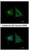 Heme Binding Protein 1 antibody, NBP2-14977, Novus Biologicals, Immunofluorescence image 
