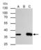 Thymidylate Synthetase antibody, GTX103235, GeneTex, Immunoprecipitation image 