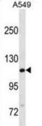 GTF2I Repeat Domain Containing 2B antibody, abx031072, Abbexa, Western Blot image 