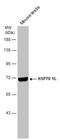 Heat Shock Protein Family A (Hsp70) Member 1 Like antibody, NBP1-32587, Novus Biologicals, Western Blot image 