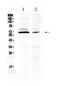 Anti-Mullerian Hormone antibody, A00763, Boster Biological Technology, Western Blot image 