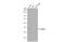 RAD51 Recombinase antibody, 56214, QED Bioscience, Western Blot image 