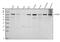 Ataxin 1 antibody, M01786-1, Boster Biological Technology, Western Blot image 