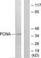 PCNA antibody, TA312025, Origene, Western Blot image 