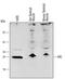 Nucleolar protein 3 antibody, AF636, R&D Systems, Western Blot image 