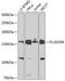 Autophagy And Beclin 1 Regulator 1 antibody, A1083, ABclonal Technology, Western Blot image 