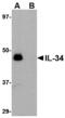 Interleukin 34 antibody, MBS150195, MyBioSource, Western Blot image 