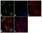 Mechanistic Target Of Rapamycin Kinase antibody, AHO1232, Invitrogen Antibodies, Immunofluorescence image 
