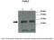 FOS Like 2, AP-1 Transcription Factor Subunit antibody, 27-322, ProSci, Immunohistochemistry paraffin image 