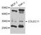 Collectin Subfamily Member 11 antibody, abx003772, Abbexa, Western Blot image 