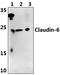 Claudin 6 antibody, PA5-75393, Invitrogen Antibodies, Western Blot image 