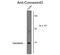 Gap Junction Protein Alpha 1 antibody, GTX82718, GeneTex, Western Blot image 