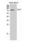 CD180 Molecule antibody, LS-C387714, Lifespan Biosciences, Western Blot image 