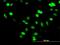 SPT5 Homolog, DSIF Elongation Factor Subunit antibody, H00006829-M04, Novus Biologicals, Immunofluorescence image 