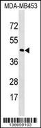 Rhodopsin antibody, 58-850, ProSci, Western Blot image 