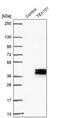 Testis Expressed 101 antibody, PA5-59784, Invitrogen Antibodies, Western Blot image 