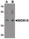 WD Repeat Domain 18 antibody, PA5-34377, Invitrogen Antibodies, Western Blot image 