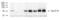 Solute Carrier Family 2 Member 10 antibody, PA1-46137, Invitrogen Antibodies, Western Blot image 