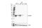Major Histocompatibility Complex, Class II, DR Alpha antibody, 97971S, Cell Signaling Technology, Western Blot image 