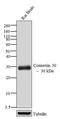 Gap Junction Protein Beta 6 antibody, 71-2200, Invitrogen Antibodies, Western Blot image 
