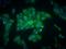 Egl nine homolog 1 antibody, NB100-2219, Novus Biologicals, Immunofluorescence image 