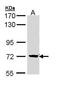 Protein Kinase C Alpha antibody, PA5-29228, Invitrogen Antibodies, Western Blot image 