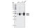 DNA Polymerase Delta Interacting Protein 3 antibody, 3794S, Cell Signaling Technology, Western Blot image 