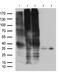 Uracil nucleotide/cysteinyl leukotriene receptor antibody, M07718, Boster Biological Technology, Western Blot image 