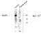 G Protein Subunit Alpha I1 antibody, orb108894, Biorbyt, Western Blot image 