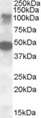 Serine/Threonine Kinase 11 Interacting Protein antibody, LS-C112804, Lifespan Biosciences, Western Blot image 