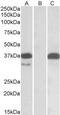 Pim-2 Proto-Oncogene, Serine/Threonine Kinase antibody, NBP2-26114, Novus Biologicals, Western Blot image 