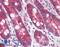 Polymeric Immunoglobulin Receptor antibody, LS-A9790, Lifespan Biosciences, Immunohistochemistry paraffin image 